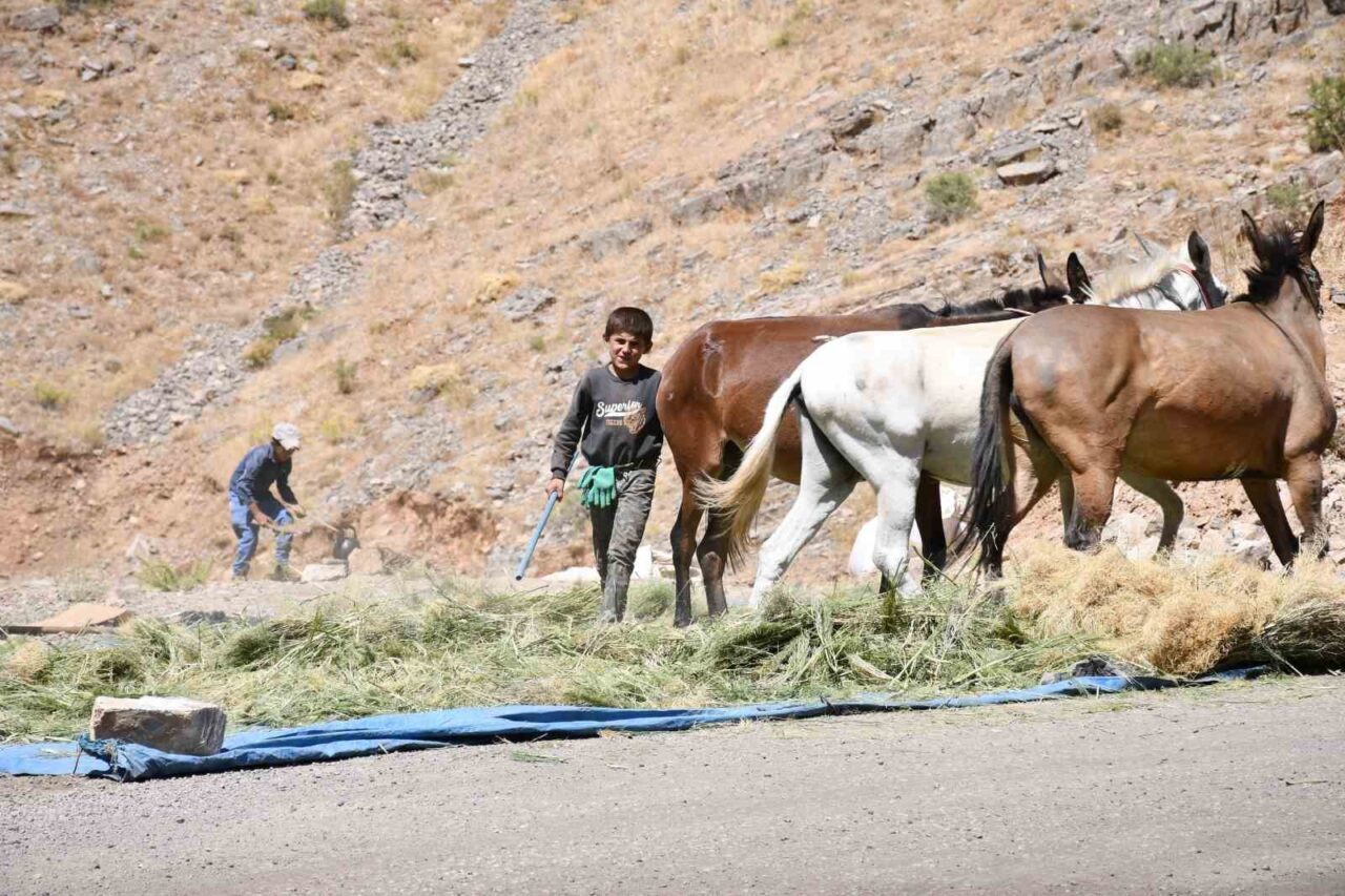Şırnak’ın Uludere ilçesindeki çiftçiler kış öncesi hazırlıklarına başladı. Yaylada katırlarla