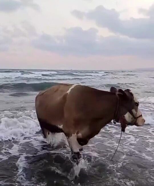 Hatay’da kavurucu sıcak havanın etkisiyle sahibinden kaçan inek denize girerek