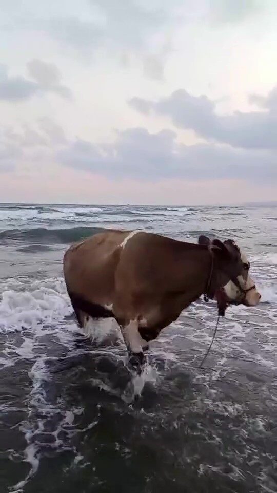 Hatay’da kavurucu sıcak havanın etkisiyle sahibinden kaçan inek denize girerek
