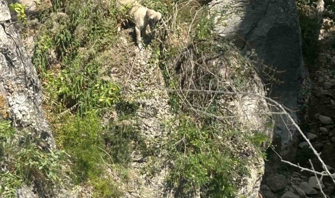 Karabük’ün Safranbolu ilçesinde kayalıklarda mahsur kalan köpek, itfaiye ekiplerinin çalışmasıyla