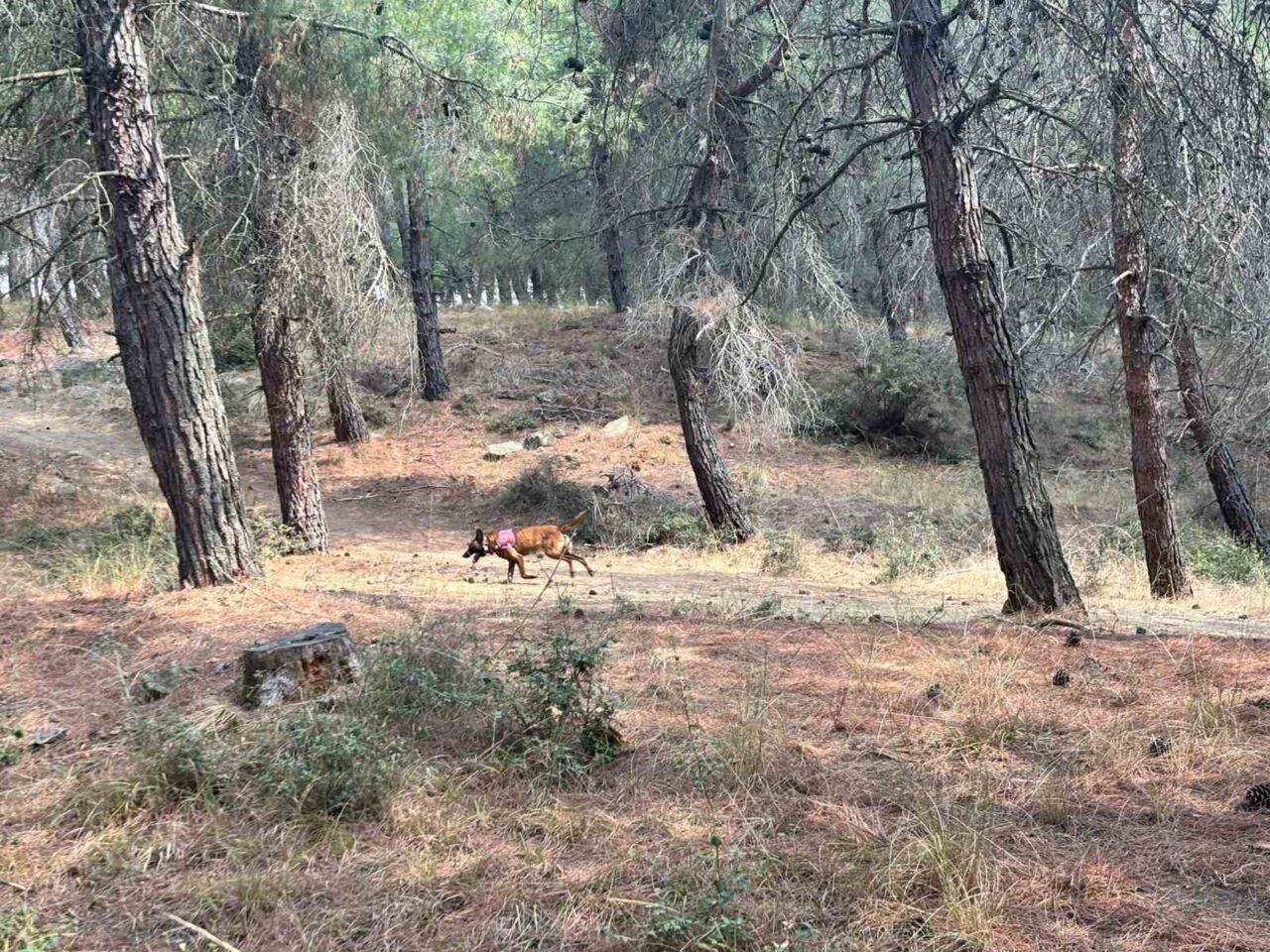 Tekirdağ’ın Malkara ilçesine bağlı Deveciköy’de 10 Ağustos’tan bu yana kayıp