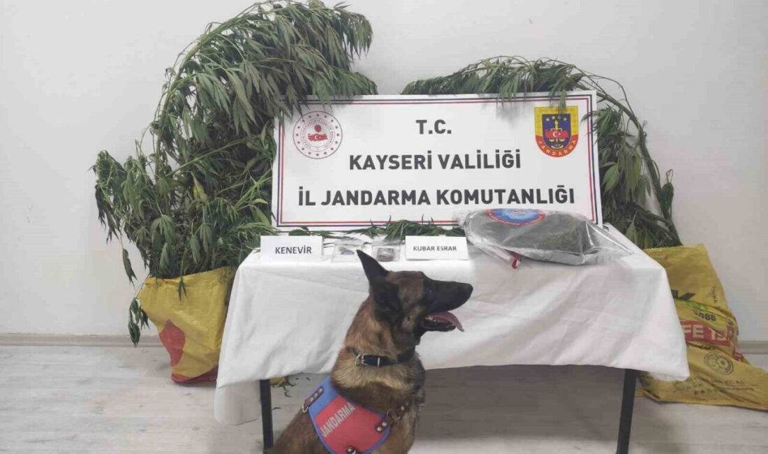 Kayseri’de jandarma ekipleri tarafından yapılan çalışmalarda; 7 kök kenevir ve