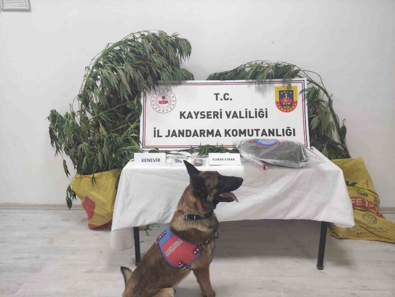 Kayseri’de jandarma ekipleri tarafından yapılan çalışmalarda; 7 kök kenevir ve