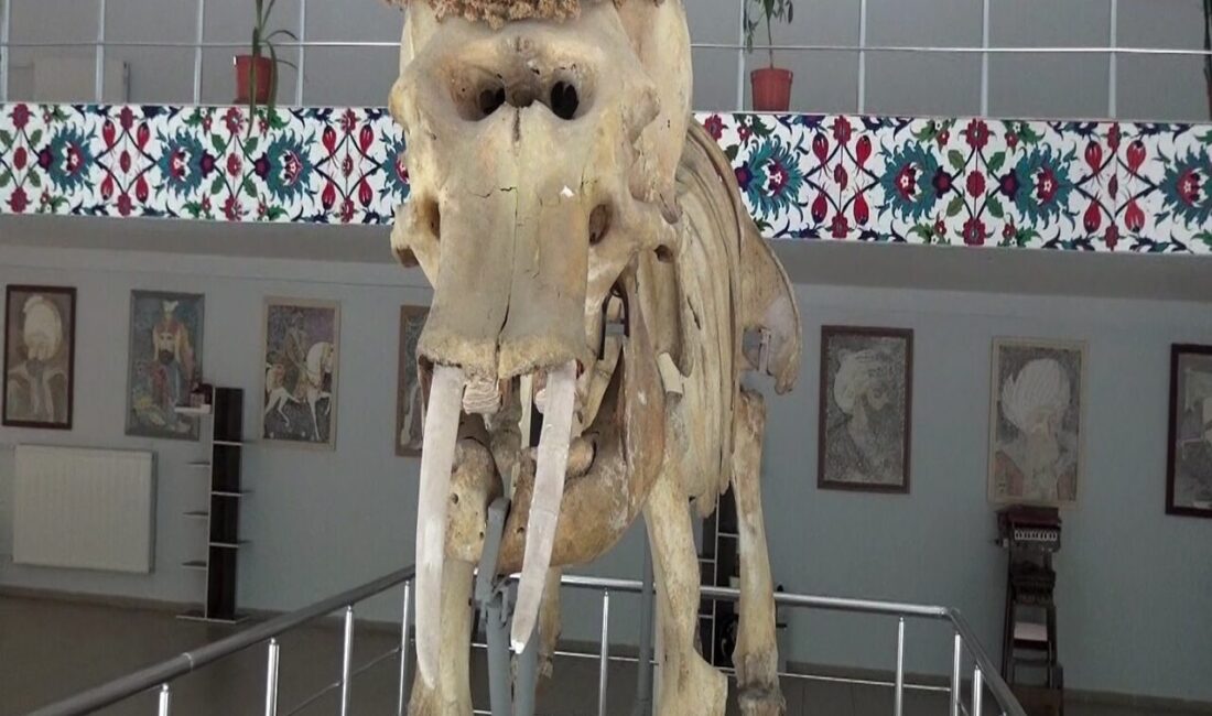 Erzincan’ın Kemaliye ilçesinde bulunan Prof. Dr. Ali Demirsoy Doğa Tarihi