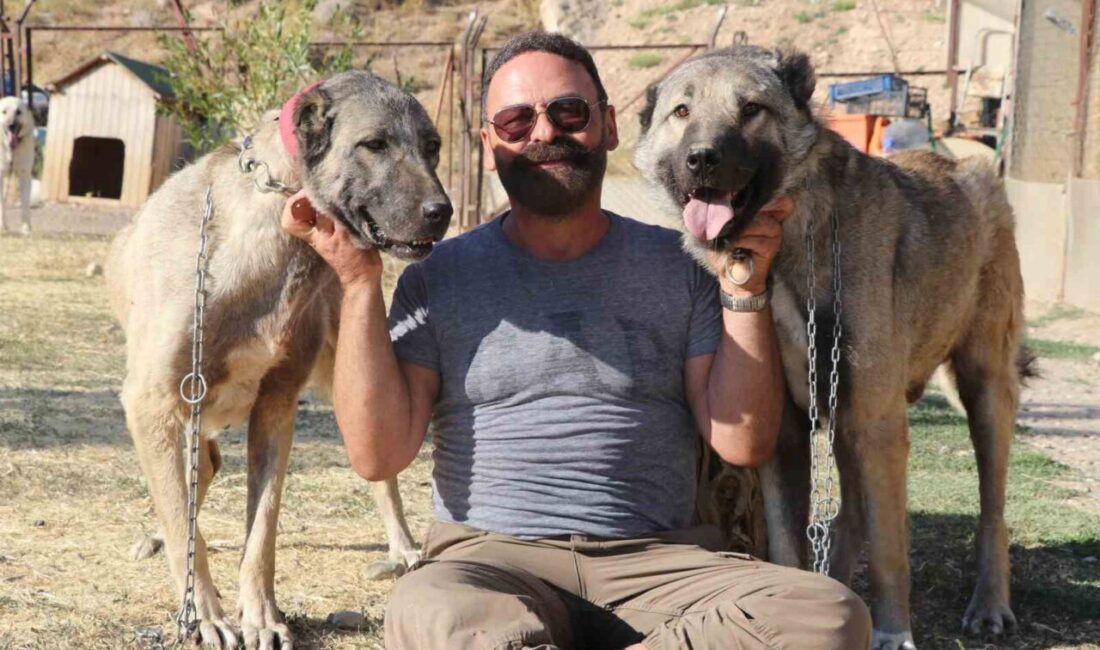 Anadolu’nun Aslanı Kangal köpekleri, çiftleşme konusunda gösterdikleri titizlikle dikkat çekiyor.