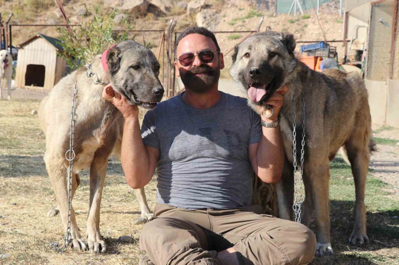 Anadolu’nun Aslanı Kangal köpekleri, çiftleşme konusunda gösterdikleri titizlikle dikkat çekiyor.