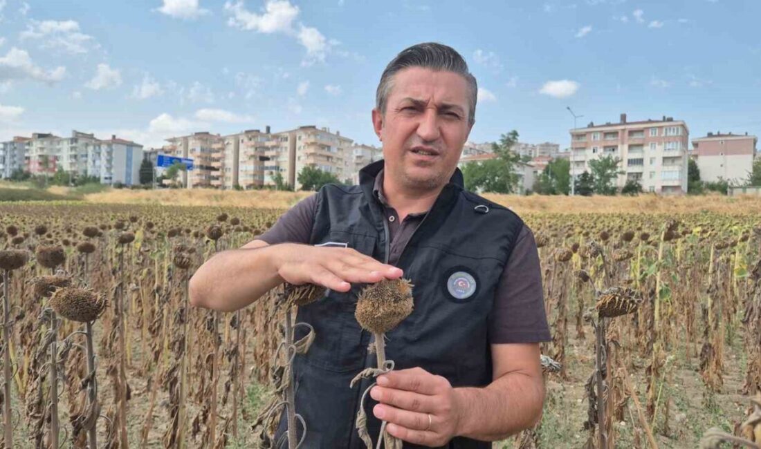 Malkara Ziraat Odası Başkanı Ender Çeşme, Trakya Birlik’in ayçiçeği alım