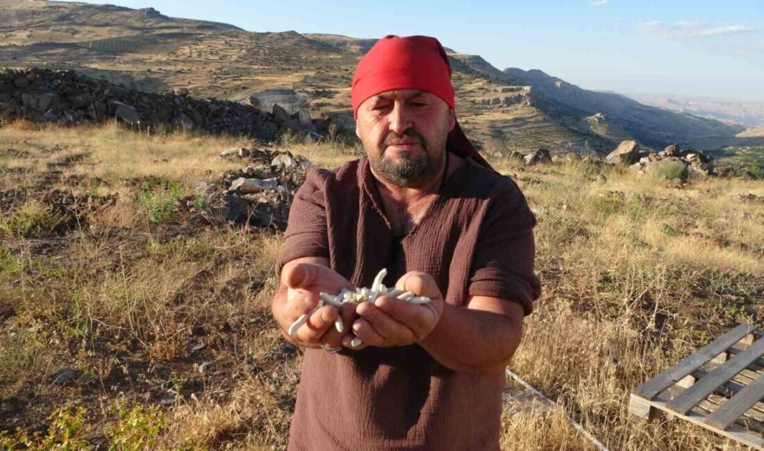 Malatya’nın dağlık bölgelerinde kendiliğinden yetişen kenger bitkisinden elde edilen sakız,