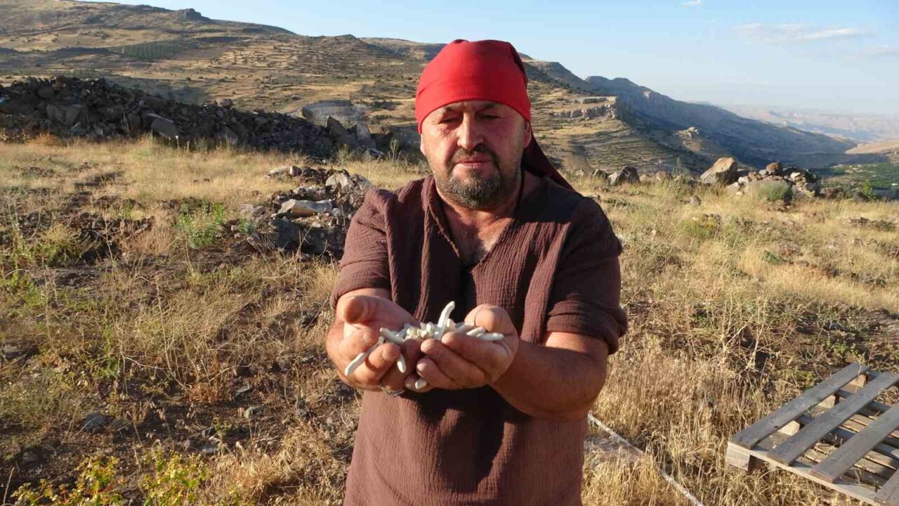 Malatya’nın dağlık bölgelerinde kendiliğinden yetişen kenger bitkisinden elde edilen sakız,