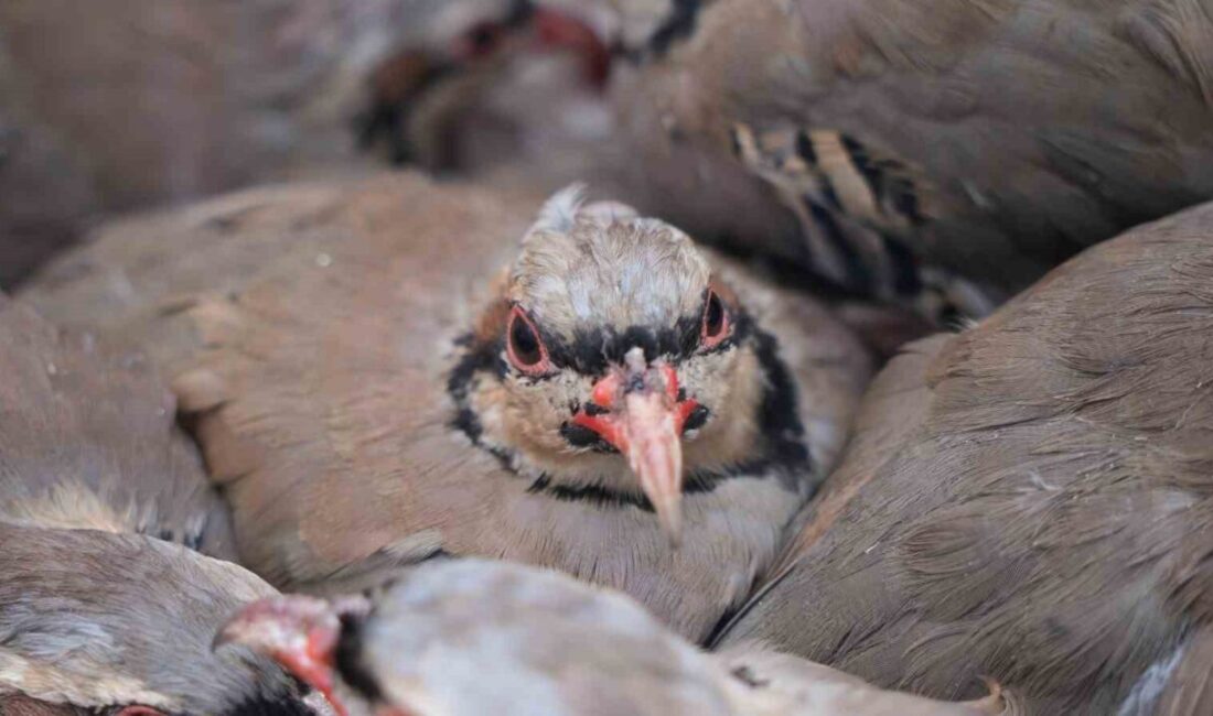 Tarım ve Orman Bakanlığına bağlı Doğa Koruma ve Milli Parklar