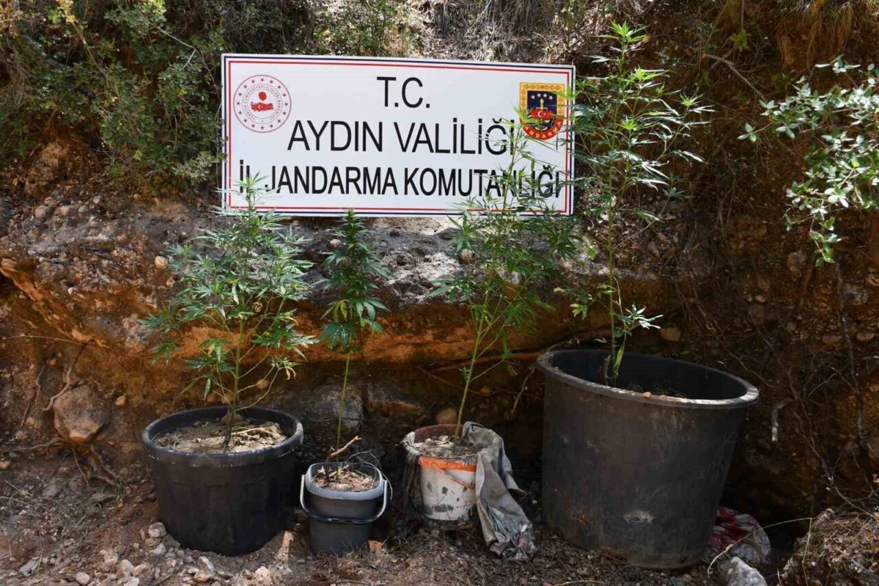Aydın’ın Bozdoğan ilçesinde kenevir bitkisi yetiştirdiği tespit edilen şüpheli, yapılan