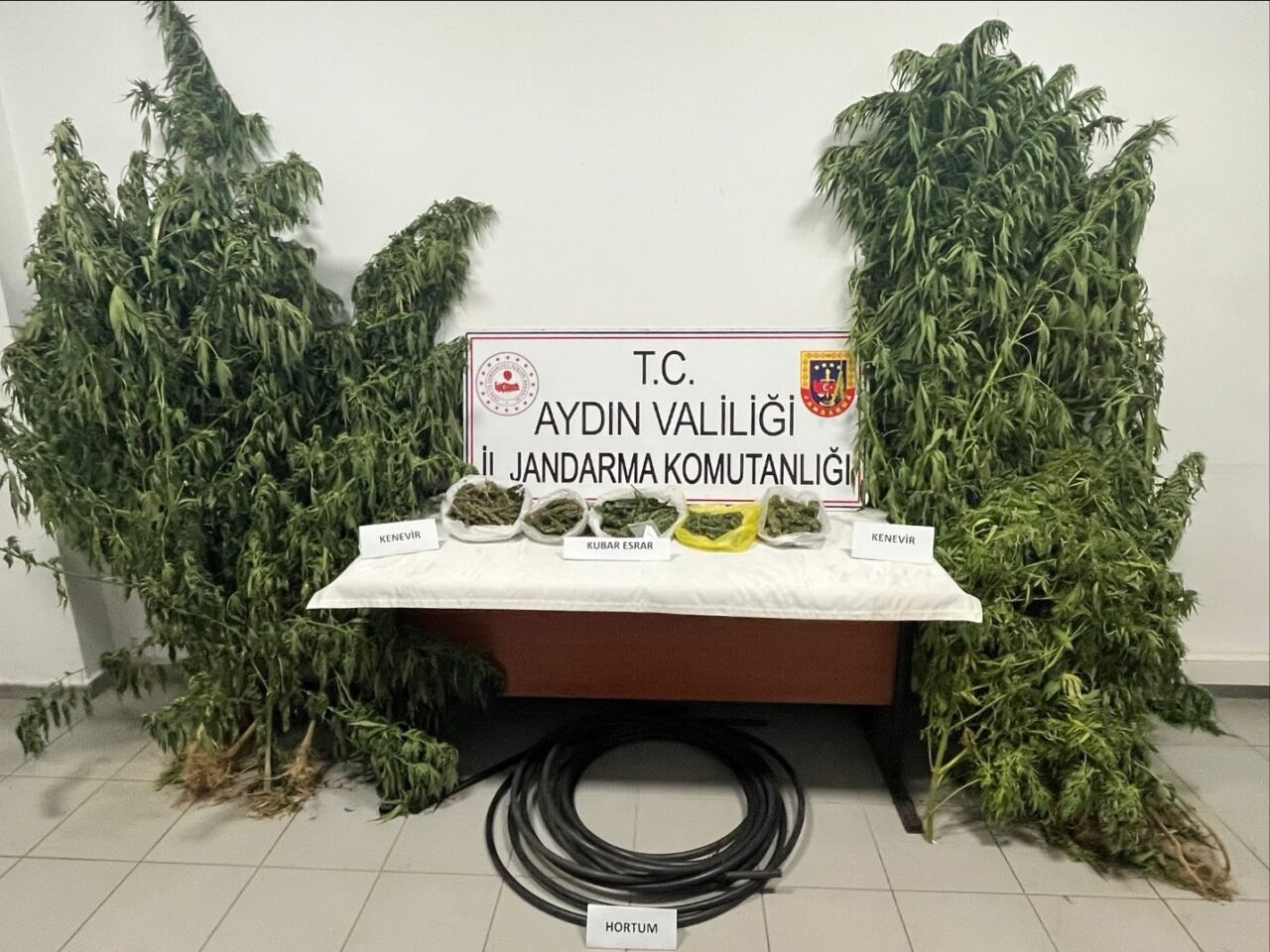 Aydın’ın Köşk ilçesinde kestane bahçesinde kenevir yetiştirdiği tespit edilen şüpheli,