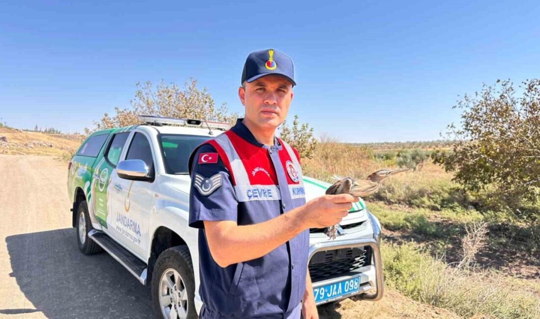 Kilis’te, yaralı ve bitkin vaziyette bulunan küçük balaban kuşu koruma