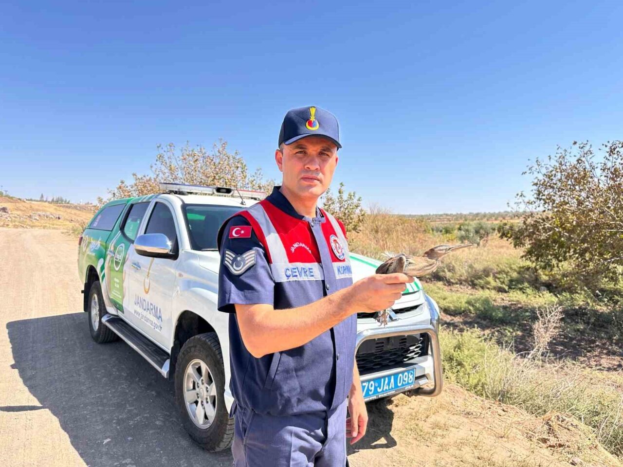 Kilis’te, yaralı ve bitkin vaziyette bulunan küçük balaban kuşu koruma