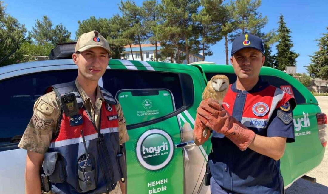 Kilis’in Elbeyli ilçesine bağlı Alahan köyünde jandarma devriyesi sırasında yaralı