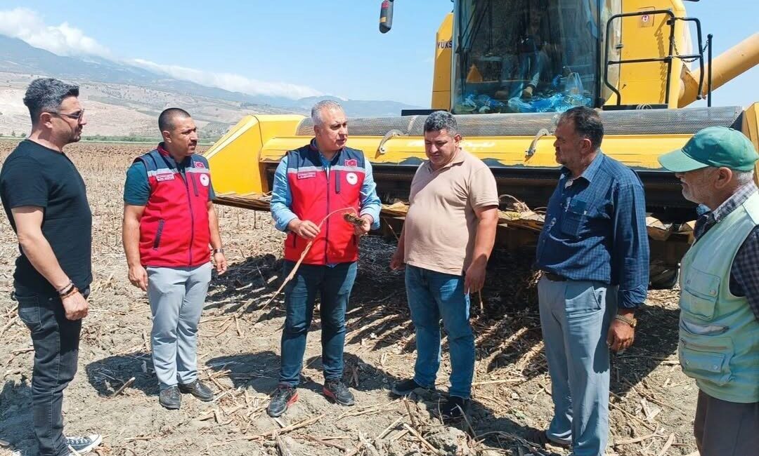 Hatay İl Tarım ve Orman Müdürü Abdurrahman Türkmen, ayçiçeği hasadının
