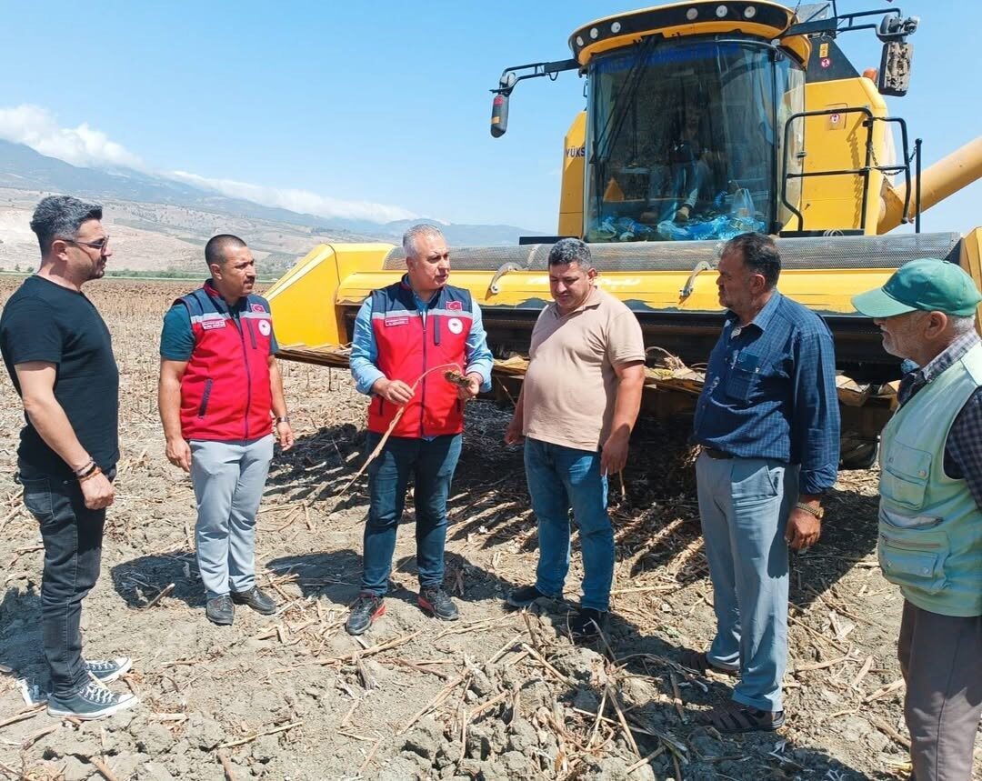 Hatay İl Tarım ve Orman Müdürü Abdurrahman Türkmen, ayçiçeği hasadının