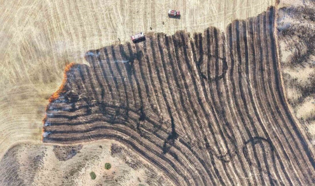 Kırıkkale’de çıkan anız yangınında çok sayıda yeni dikilen çam fidanı