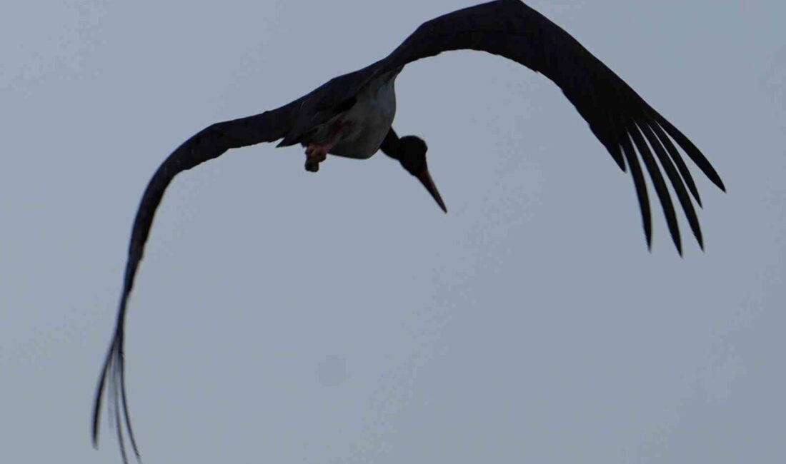 Kırıkkale’nde bulunan Kapulukaya Barajı kıyısında görülen kara leylek objektiflere yansıdı.