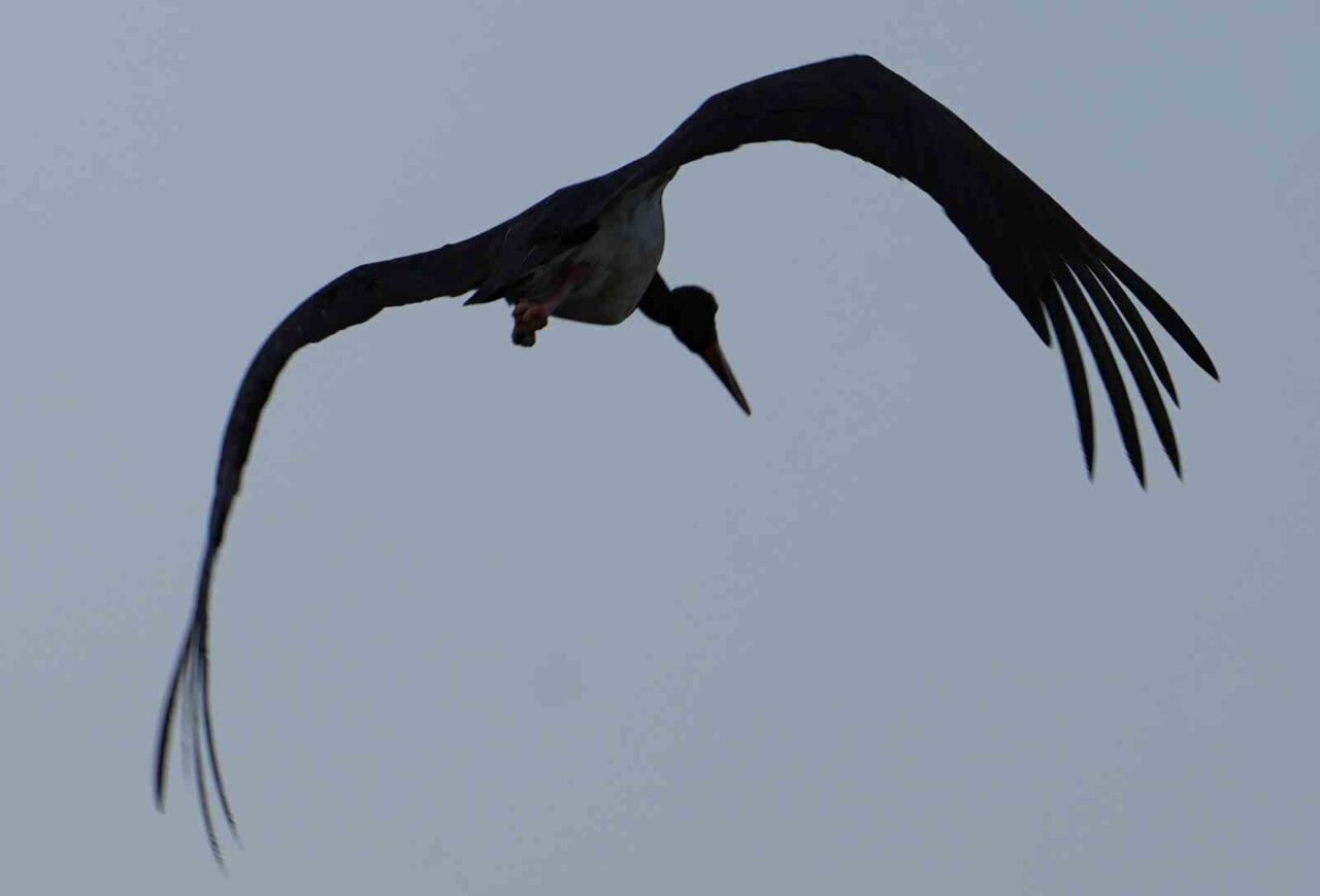 Kırıkkale’nde bulunan Kapulukaya Barajı kıyısında görülen kara leylek objektiflere yansıdı.