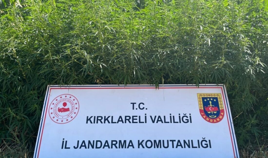 Kırklareli’nde jandarma ekiplerince 754 bin 84 kök Hint keneviri ele