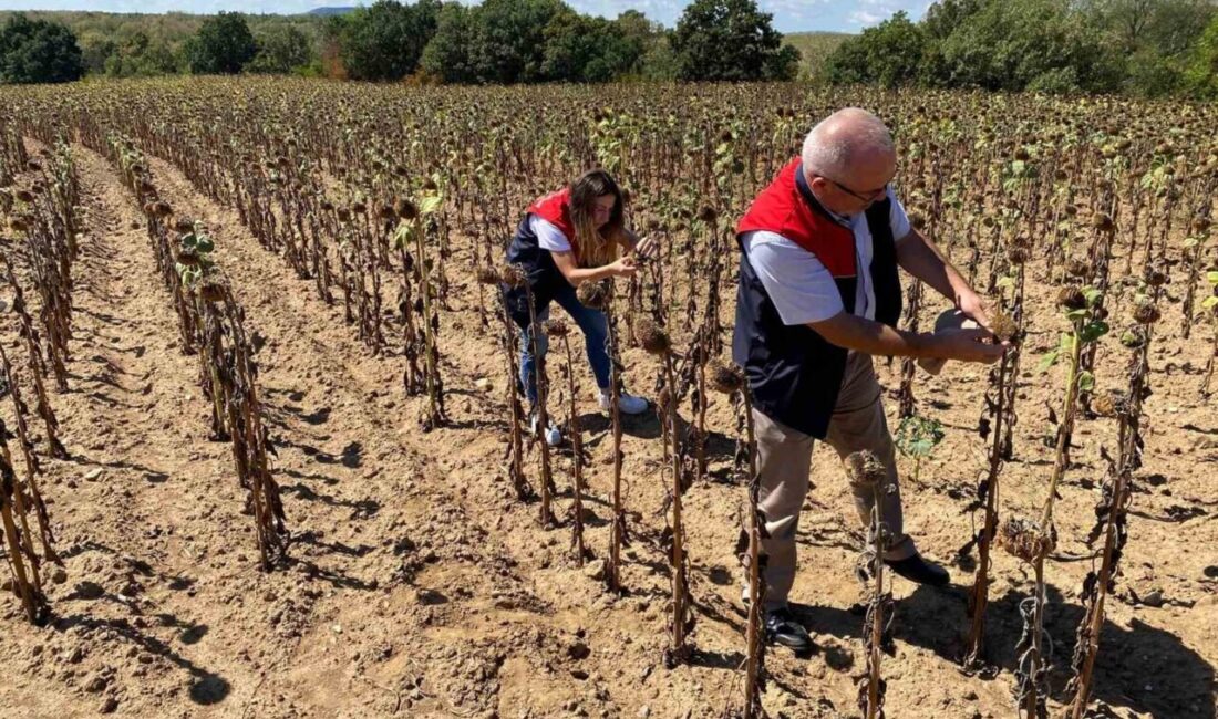 Kırklareli Tarım ve Orman İl Müdürlüğü teknik personeli, kuraklık sebebiyle