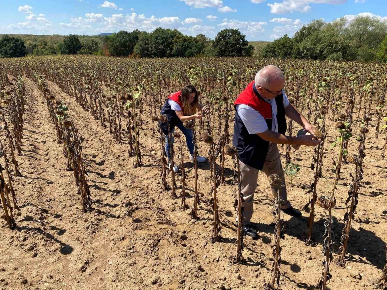 Kırklareli Tarım ve Orman İl Müdürlüğü teknik personeli, kuraklık sebebiyle