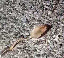 Tunceli’de, IUCN kırmızı listesinde yer alan Arap tavşanı görüntülendi. Tunceli’de,