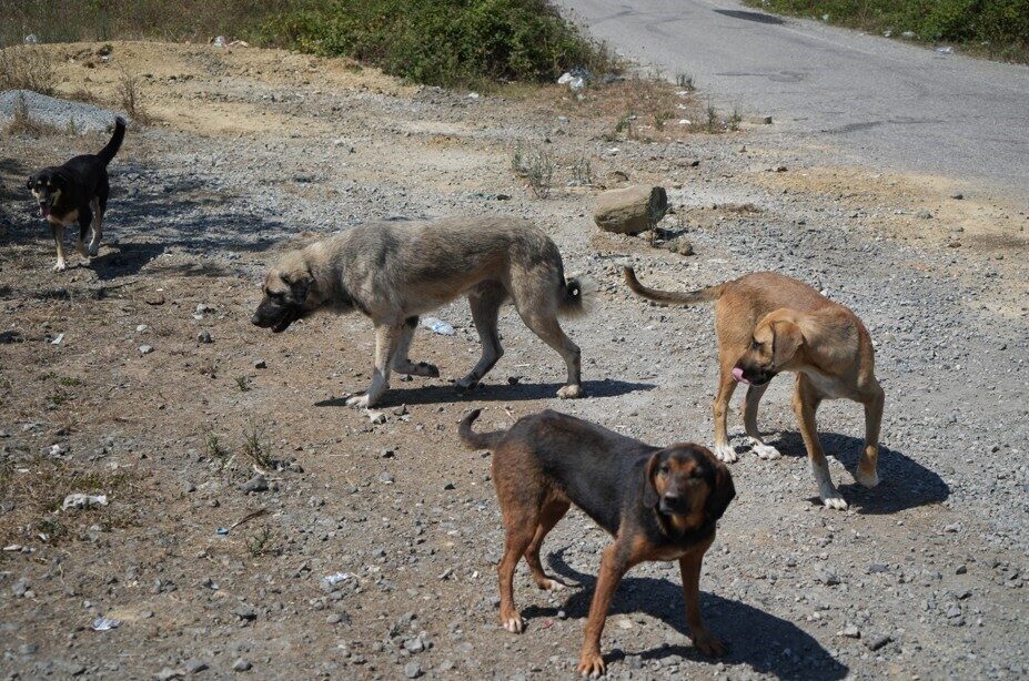 Samsun’un kırsal mahallelerinde sayıları artan başıboş köpekler, özellikle çocuklar ve