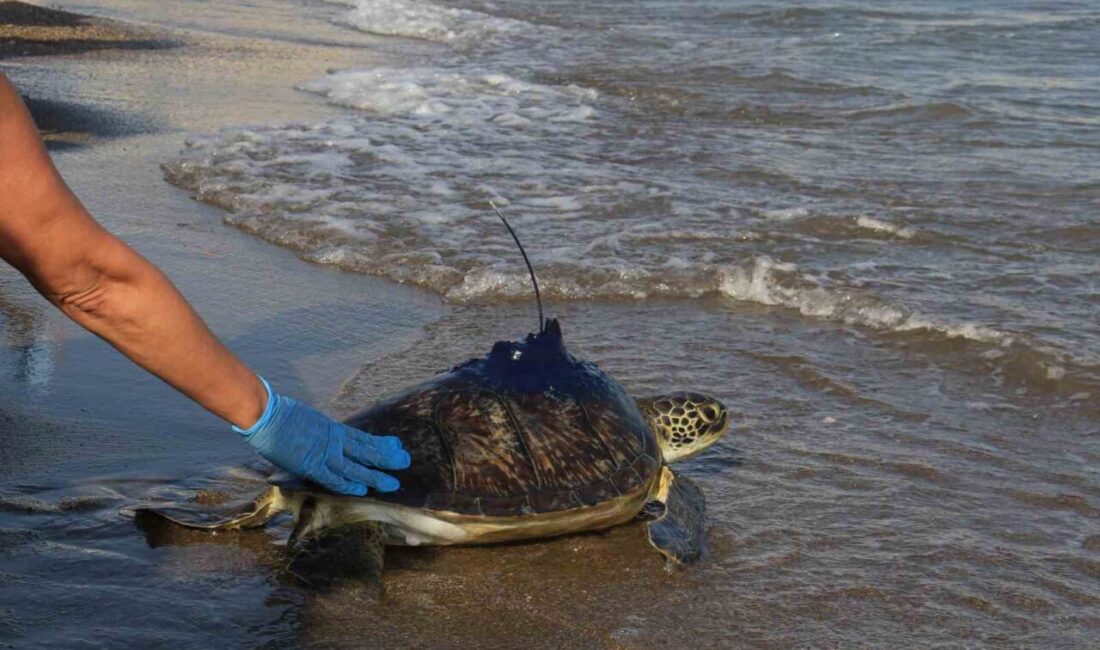 Mersin Üniversitesi’nin uydu ile izlediği ‘Kızkalesi’ adlı yeşil deniz kaplumbağası,