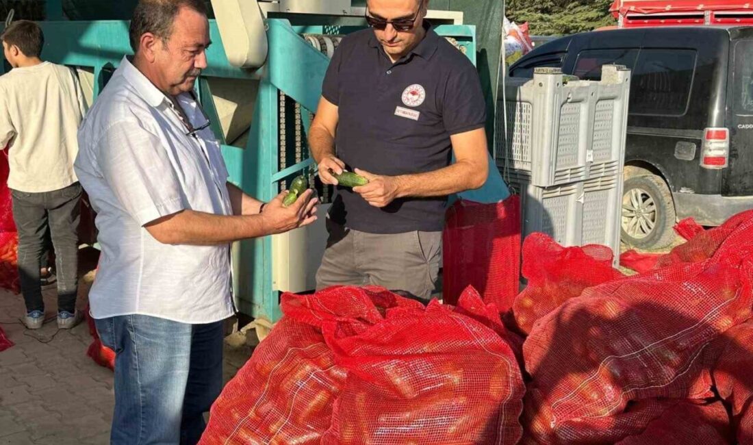 Afyonkarahisar’da hasadı devam eden kornişon salatalıklarda hastalık ve zararlı kontrolleri