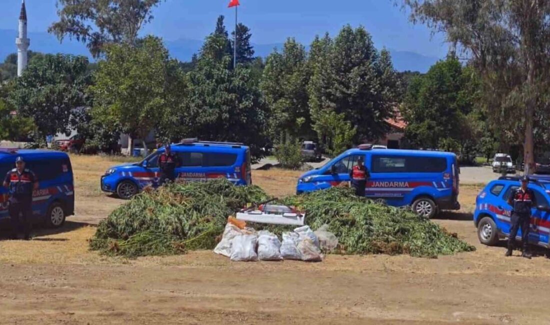 Muğla’nın Köyceğiz ilçesinde bir ihbarı değerlendiren jandarma ekipleri mısır tarlası