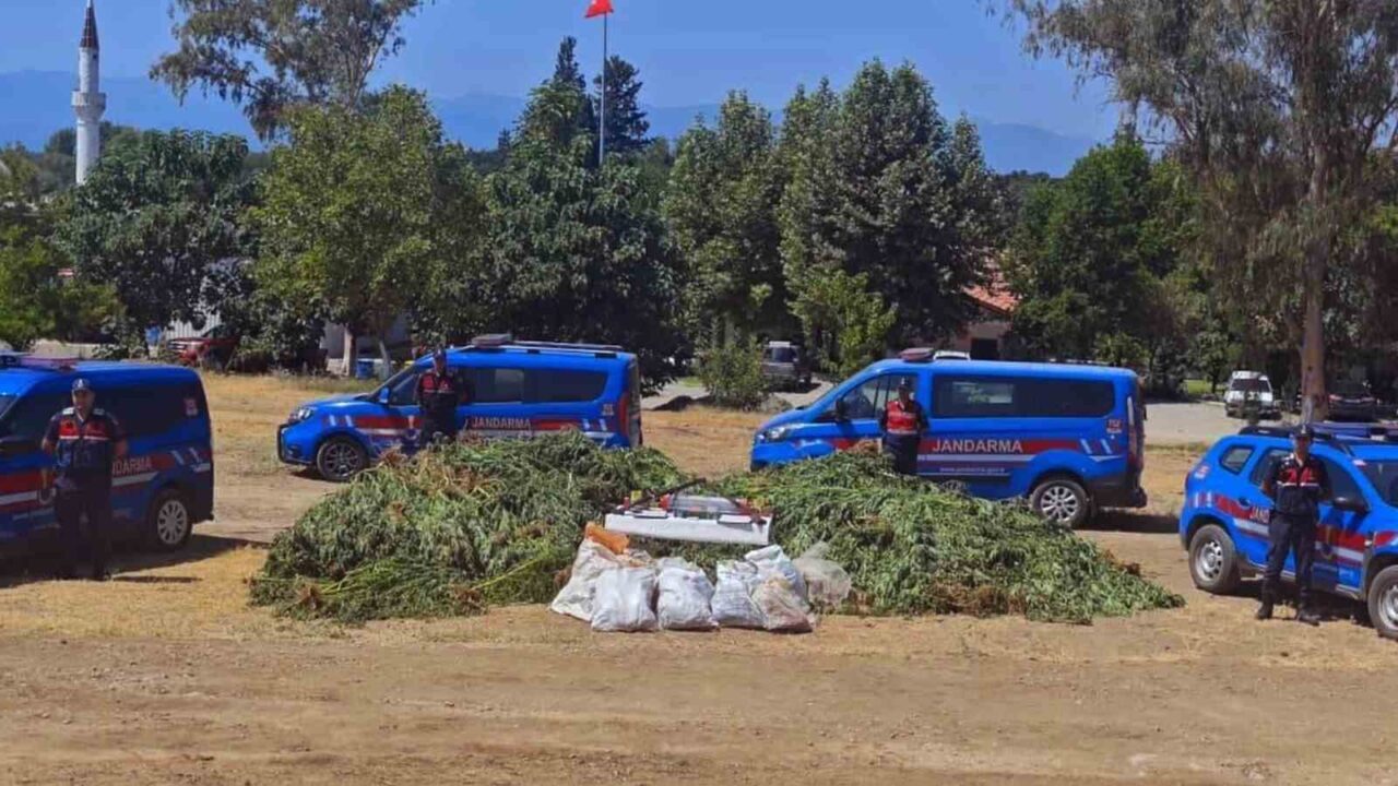 Muğla’nın Köyceğiz ilçesinde bir ihbarı değerlendiren jandarma ekipleri mısır tarlası