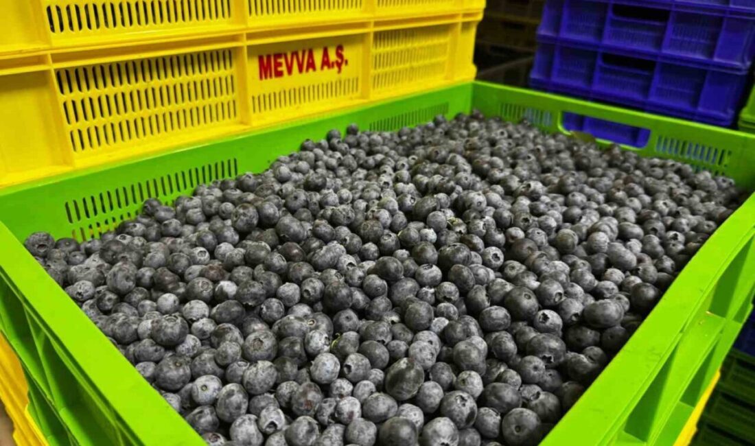 Elmalı’nın Karamık Mahallesi’nde kurulan yaban mersini bahçesi, bölge çiftçiliğine yeni