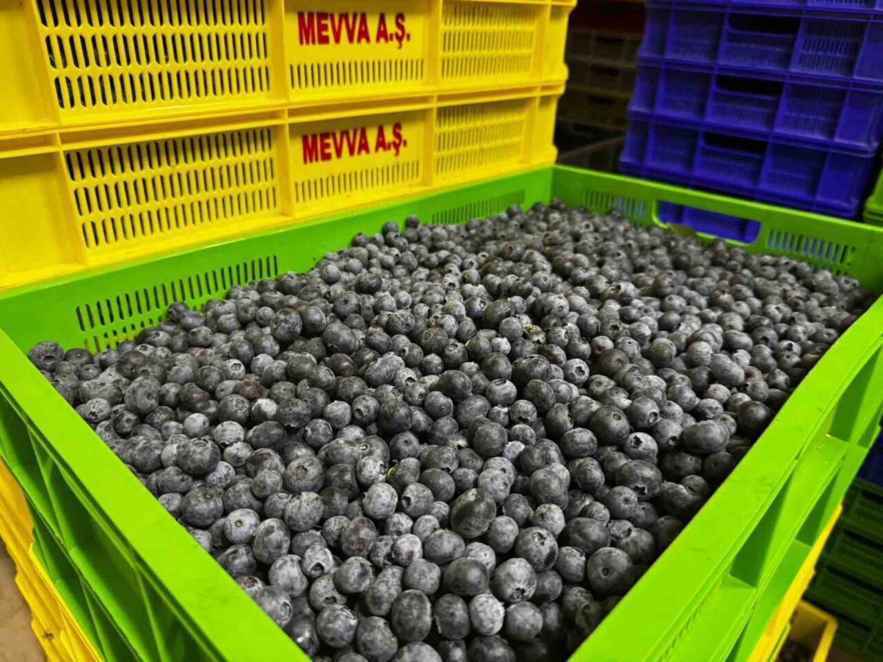 Elmalı’nın Karamık Mahallesi’nde kurulan yaban mersini bahçesi, bölge çiftçiliğine yeni
