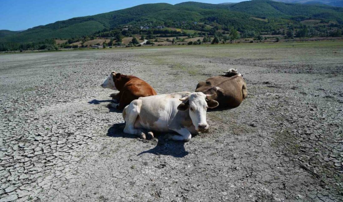 Son 25 yılda dörtte birinden fazlasını kaybeden Ladik Gölü’nde sular