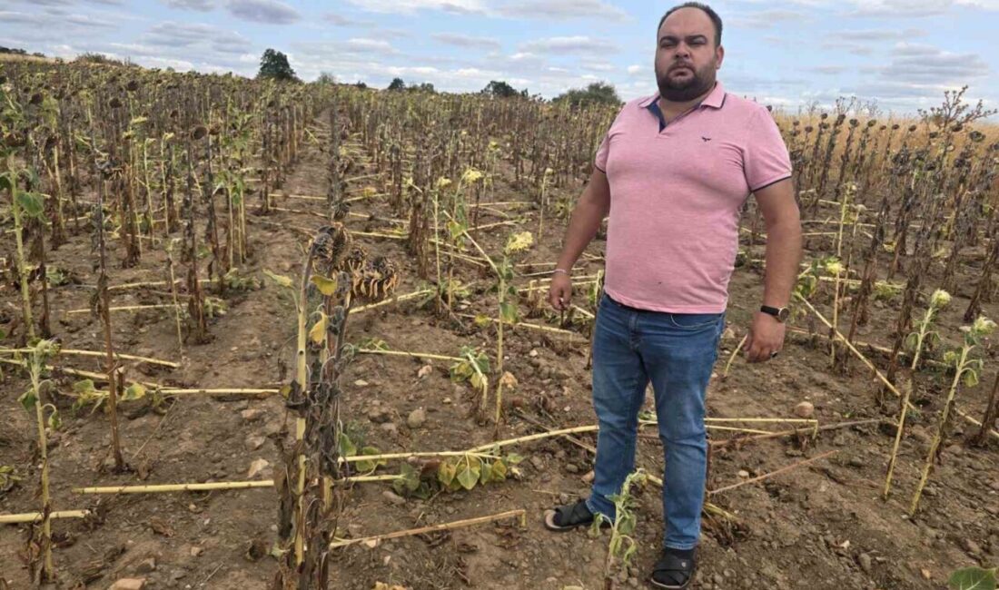 Edirne’nin Süloğlu ilçesinde çiftçiler, kuraklığın ardından bu kez de yaban