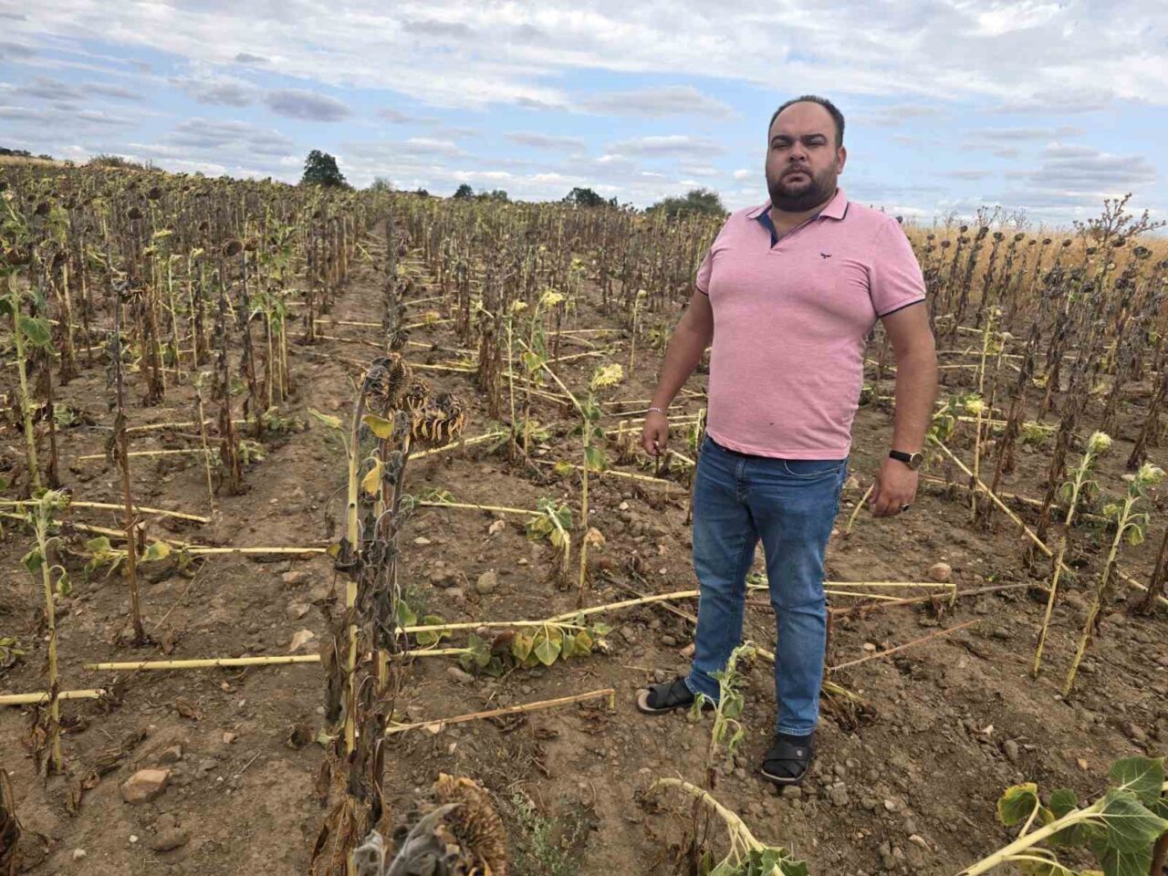 Edirne’nin Süloğlu ilçesinde çiftçiler, kuraklığın ardından bu kez de yaban