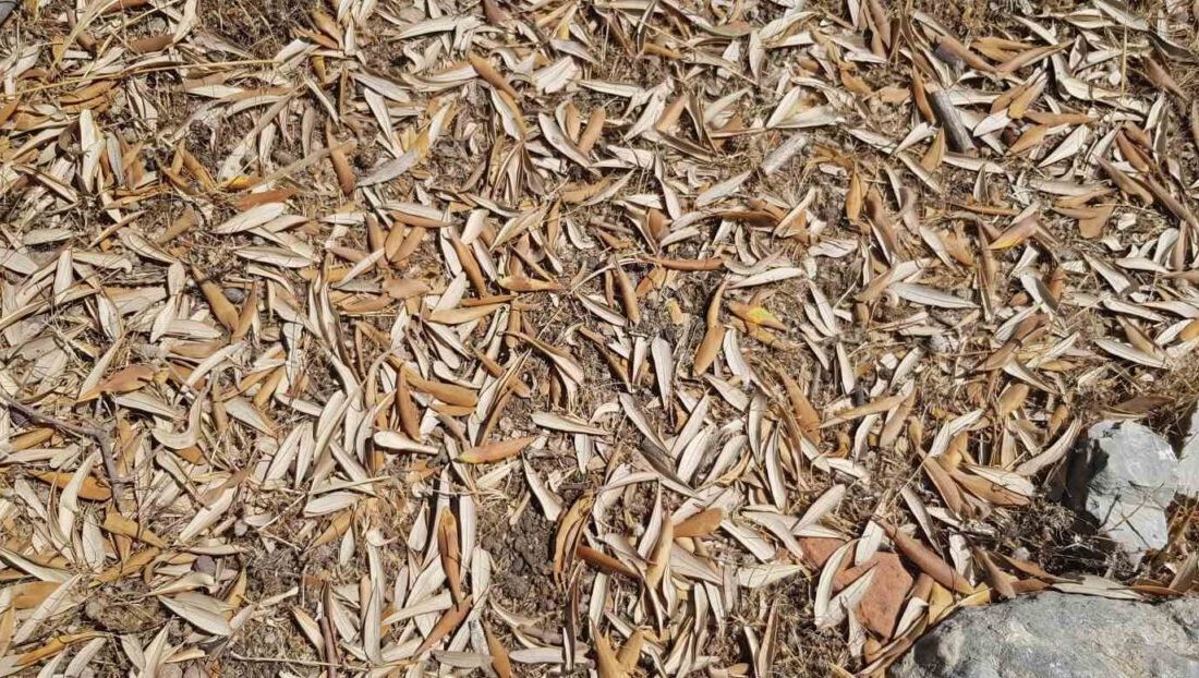 Balıkesir Üniversitesi Edremit Meslek Yüksekokulu Öğretim Üyesi Dr. Mücahit Kıvrak,