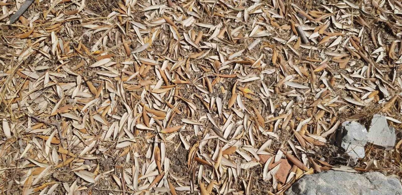 Balıkesir Üniversitesi Edremit Meslek Yüksekokulu Öğretim Üyesi Dr. Mücahit Kıvrak,