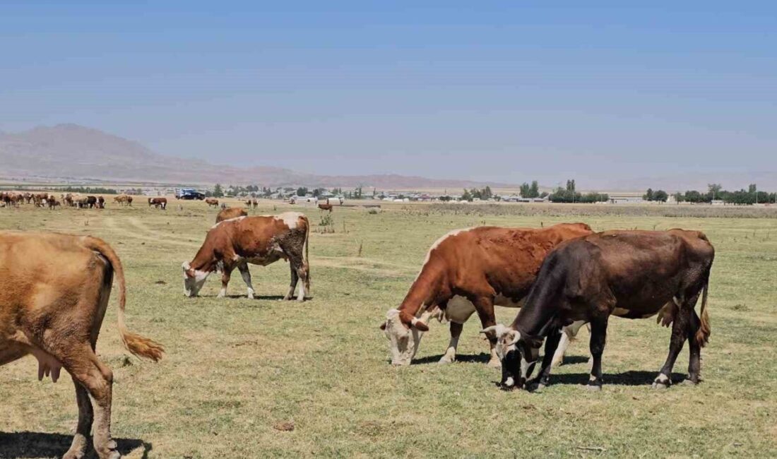 Bitlis’in Adilcevaz ilçesinde bulunan Arin Gölü’nde yaşanan su kaybı, çevredeki