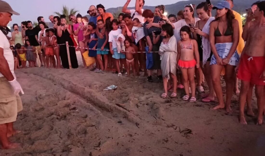 Aydın’ın Kuşadası ilçesinde koruma altına alınan caretta caretta yuvalarından ilk