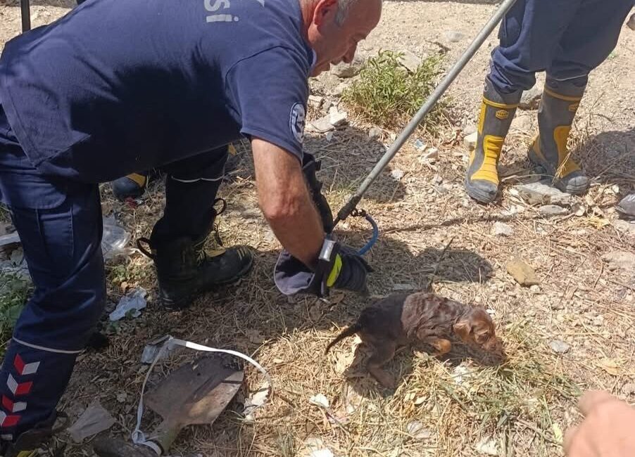 Hatay’ın Samandağ ilçesinde kuyuya düşen yavru köpek itfaiye ekipleri tarafından