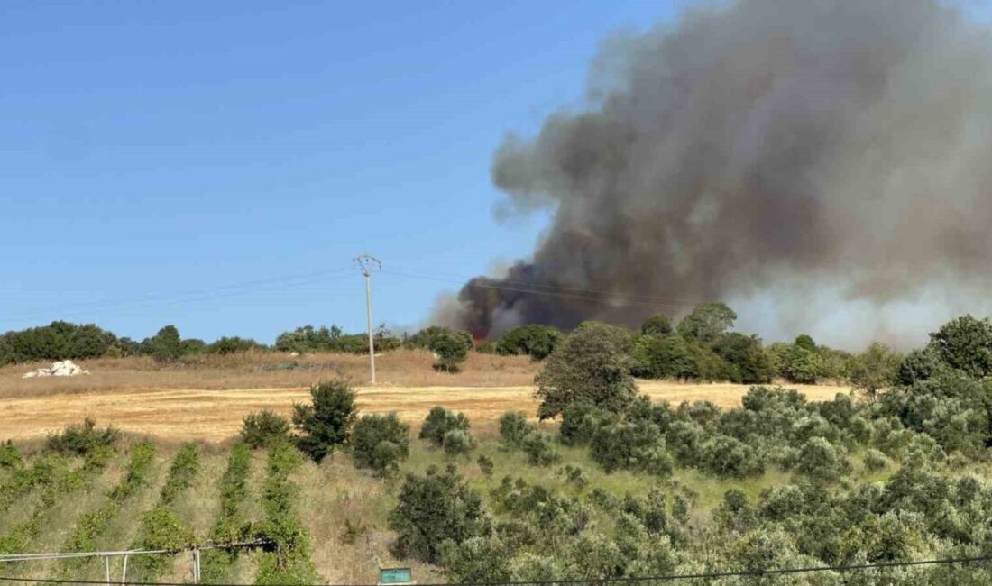 Çanakkale’nin Lapseki ilçesinde tarım arazisinde çıkan ve ormanlık alana sıçrayan
