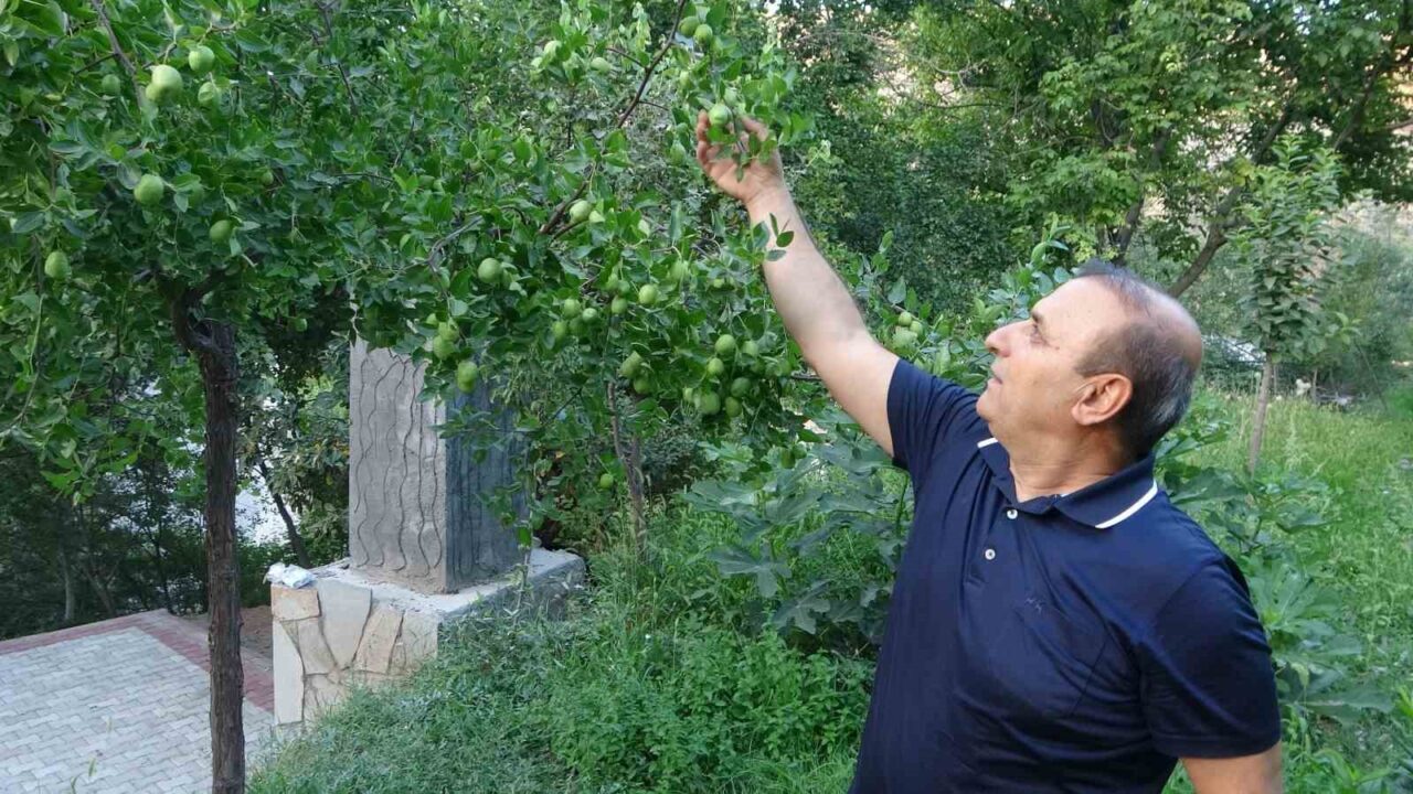 Malatya’da, kayısı başta olmak üzere birçok meyve üretimini olumsuz etkileyen