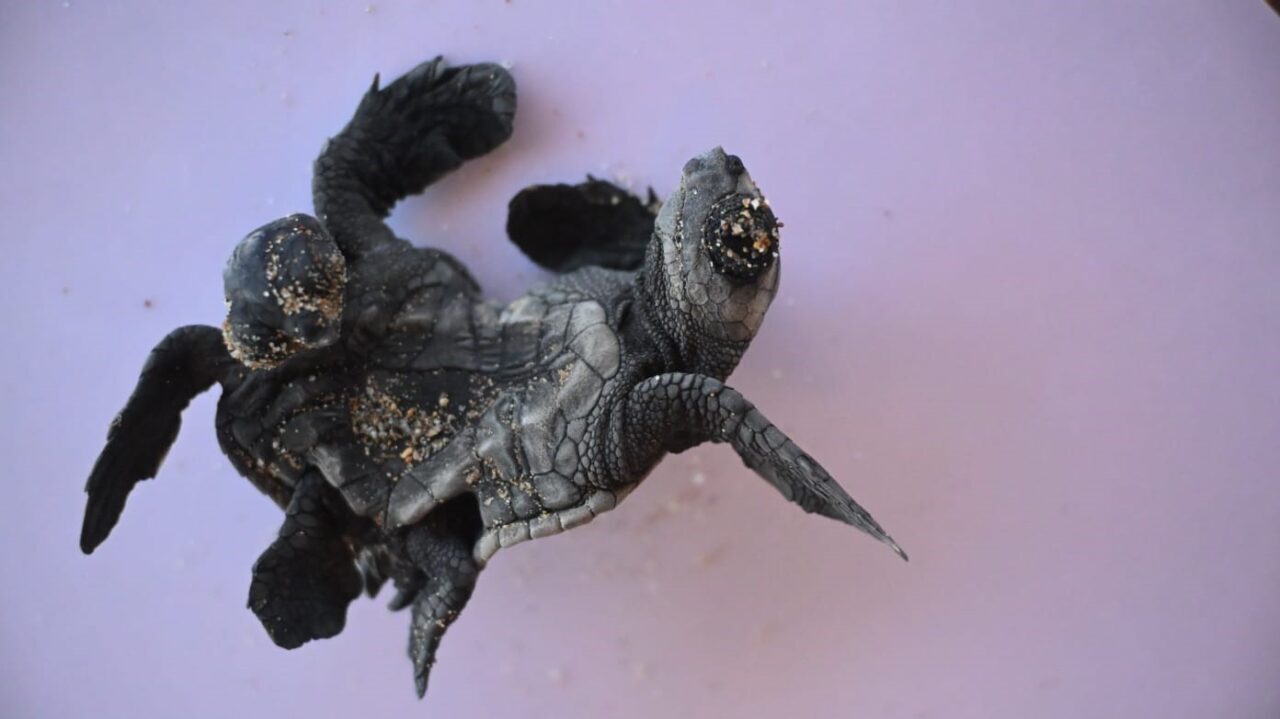 Antalya’nın Manavgat ilçesinde yürütülen deniz kaplumbağası izleme çalışmaları sırasında nadir