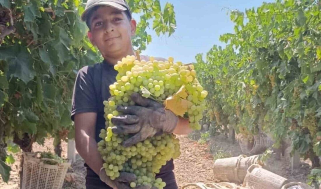 Manisa’nın Şehzadeler ilçesi Hacıhalliller Mahallesi’nde üzüm üreticiliği yapan İsmet ve