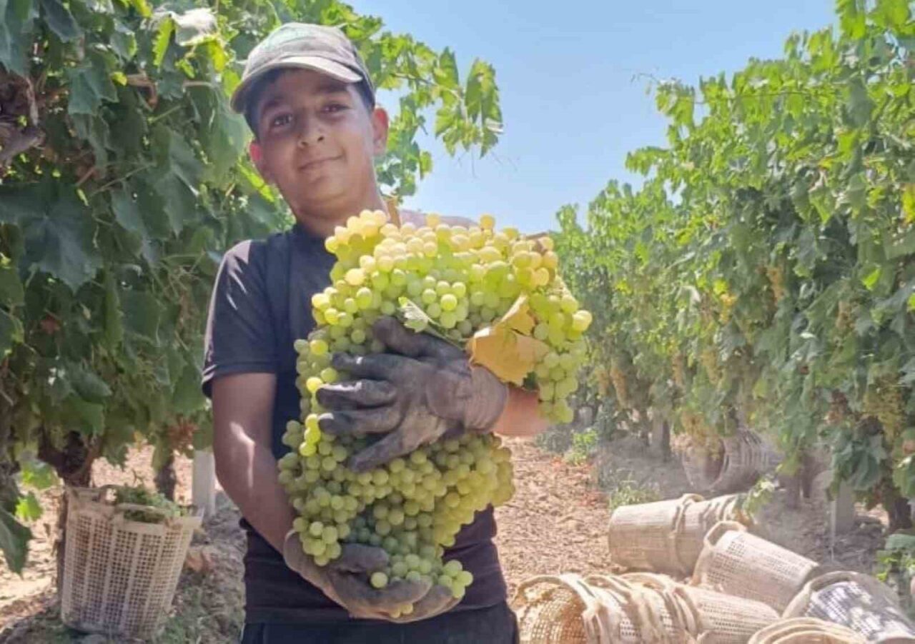 Manisa’nın Şehzadeler ilçesi Hacıhalliller Mahallesi’nde üzüm üreticiliği yapan İsmet ve