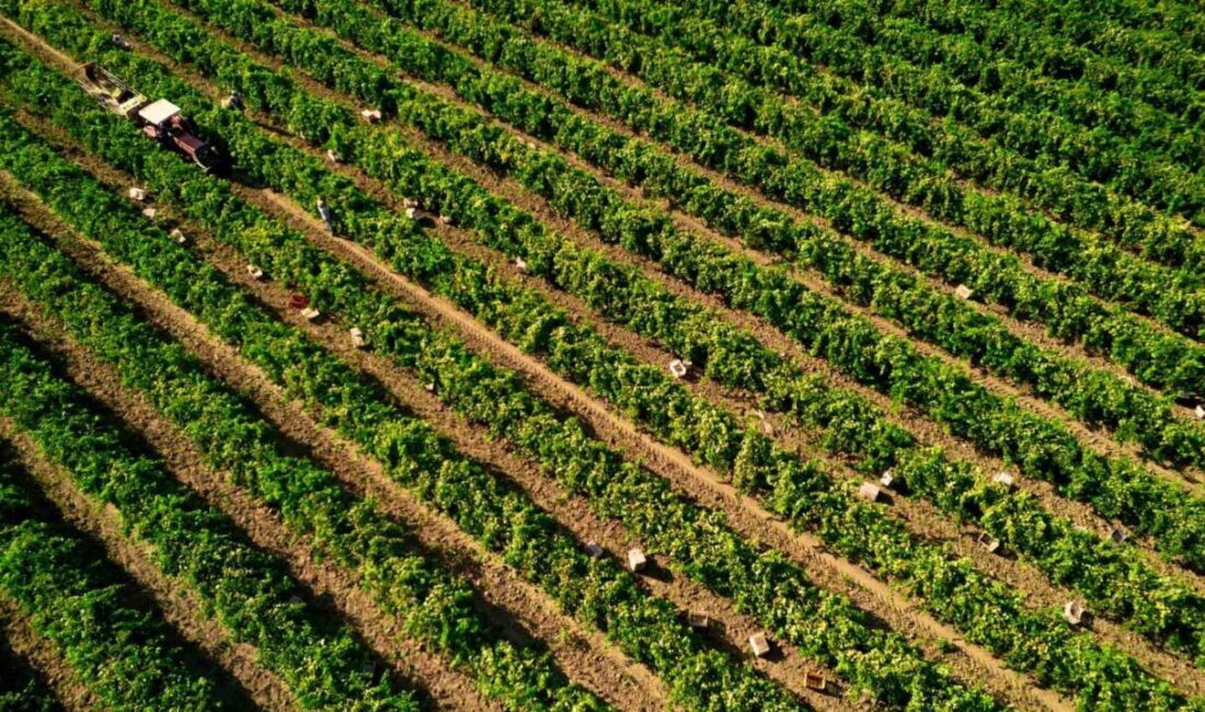 Manisa’da nisan ayında günlerce süren don felaketi sonrası rekoltede önemli