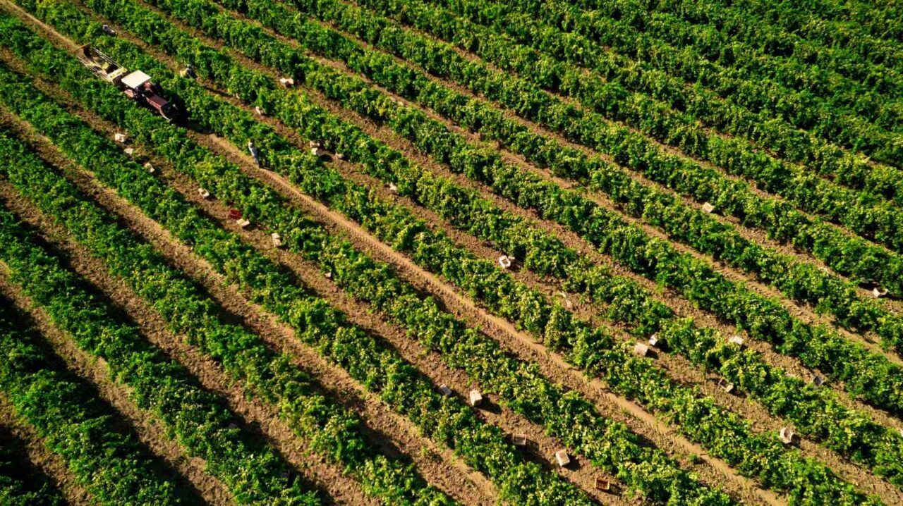 Manisa’da nisan ayında günlerce süren don felaketi sonrası rekoltede önemli